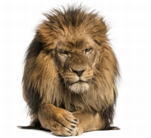 Saputo fails to snare the Lion's share